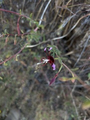 Clarkia springvillensis