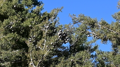 Cupressus stephensonii