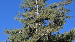 Cupressus stephensonii