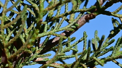 Cupressus stephensonii