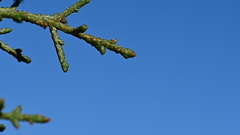 Cupressus stephensonii