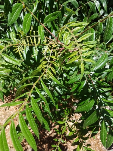 Rhus copallina image