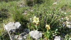 Iris pseudopumila