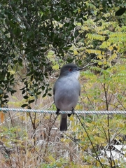 Pyrope pyrope pyrope