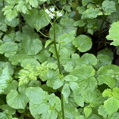 Cardamine breweri orbicularis