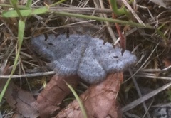 Digrammia denticulata