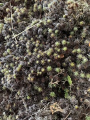 Celmisia sessiliflora