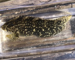 Chasmodes bosquianus