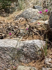 Mirabilis coccinea