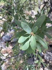 Quercus oblongifolia