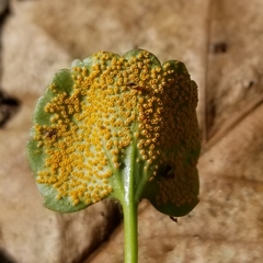 Puccinia eatoniae