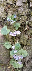 Glechoma hederacea