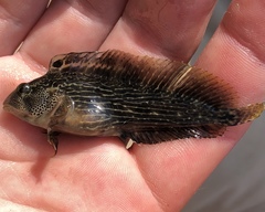 Chasmodes bosquianus