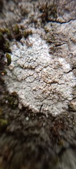 Lecanoromycetes