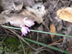 Triphora trianthophoros