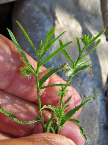 Fine-leaf Noseburn (Tragia leptophylla)