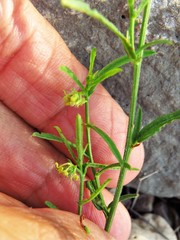 Tragia leptophylla