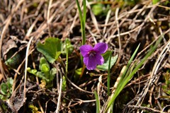 Viola somchetica