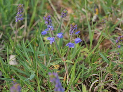 Veronica satureiifolia