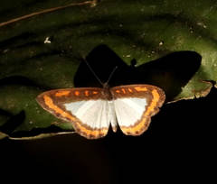 Nymphidium caricae