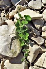 Carlowrightia torreyana