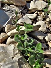Carlowrightia torreyana