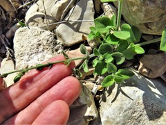Carlowrightia torreyana
