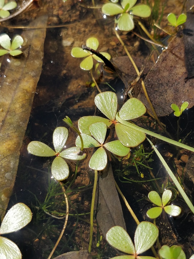 Marsilea batardae