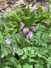 Dicentra eximia