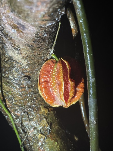 Carpotroche platyptera (Carpotroche platyptera)