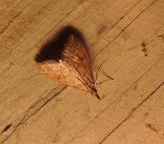 Udea profundalis