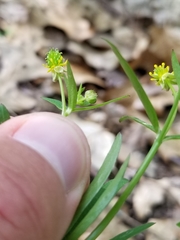 Ranunculus allegheniensis