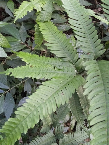 Pteris argyraea