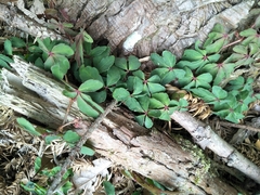 Tetrastigma obtectum glabrum