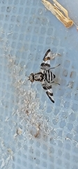 Dyscrasis hendeli