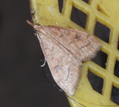 Udea profundalis