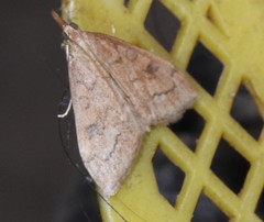 Udea profundalis
