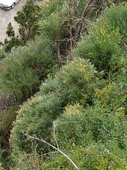 Genista tenera