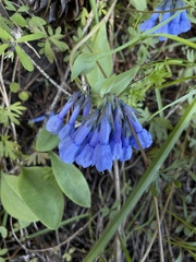 Mertensia longiflora
