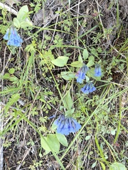 Mertensia longiflora