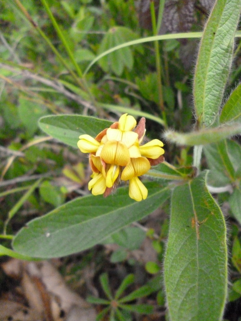 Eriosema grandiflorum