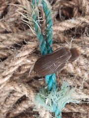Apristurus laurussonii