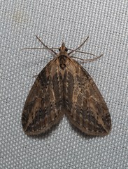 Chesias isabella