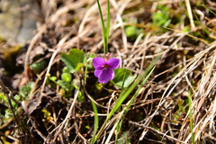 Viola somchetica