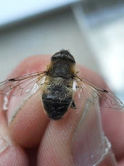 Eristalis pertinax