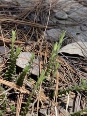 Hedeoma hyssopifolia