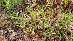 Vicia ervilia