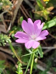 Eudianthe coeli-rosa image