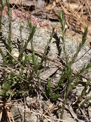Hedeoma hyssopifolia