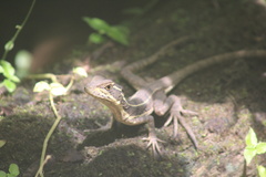 Basiliscus basiliscus